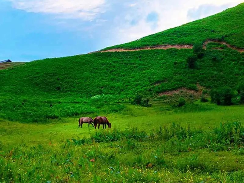 دشت هویج افجه