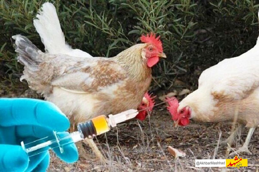 آغاز مرحله سیزدهم طرح ایمن‌سازی رایگان طیور بومی در خراسان رضوی علیه بیماری «نیوکاسل» 
