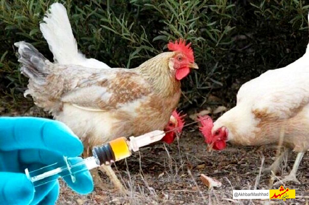 آغاز مرحله سیزدهم طرح ایمن‌سازی رایگان طیور بومی در خراسان رضوی علیه بیماری «نیوکاسل» 
