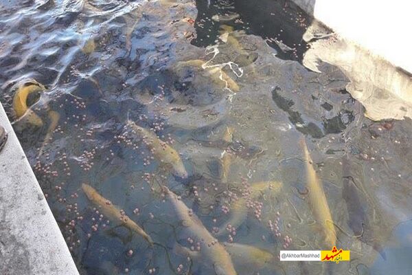 پرورش ماهی در استخرهای کشاورزی مسیری برای درآمدزایی کشاورزان