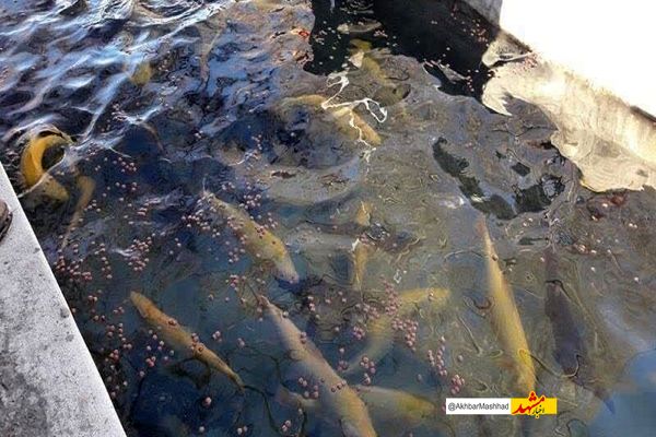 پرورش ماهی در استخرهای کشاورزی مسیری برای درآمدزایی کشاورزان