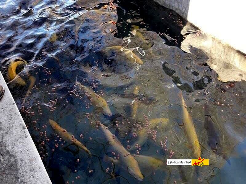 پرورش ماهی در استخرهای کشاورزی مسیری برای درآمدزایی کشاورزان
