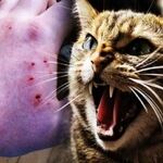 گربه‌گزیدگی در خراسان رضوی رو به افزایش است
