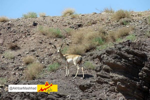 خسارت ۴۱ میلیاردی متخلفان به محیط زیست خراسان رضوی