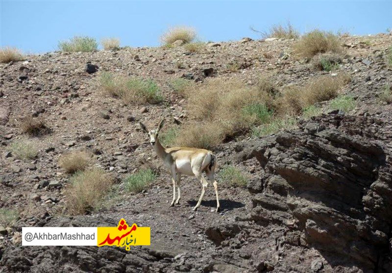 خسارت ۴۱ میلیاردی متخلفان به محیط زیست خراسان رضوی