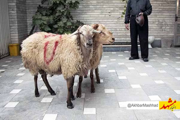 دامپزشکی نسبت به قربانی دام در معابر عمومی خراسان رضوی هشدار داد