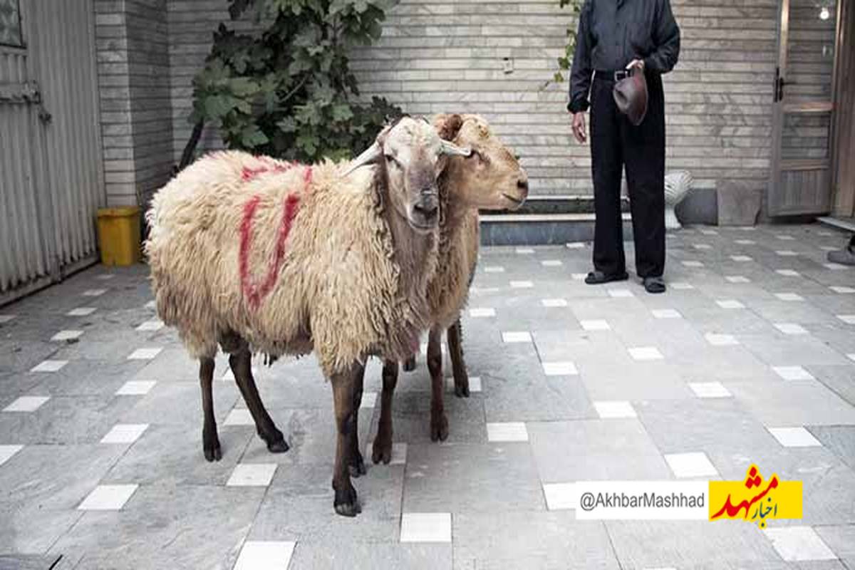 دامپزشکی نسبت به قربانی دام در معابر عمومی خراسان رضوی هشدار داد