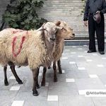 دامپزشکی نسبت به قربانی دام در معابر عمومی خراسان رضوی هشدار داد