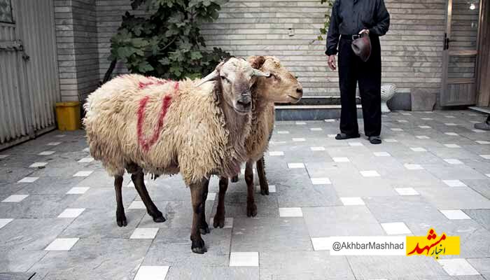 دامپزشکی نسبت به قربانی دام در معابر عمومی خراسان رضوی هشدار داد