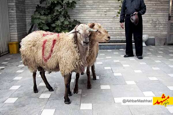دامپزشکی نسبت به قربانی دام در معابر عمومی خراسان رضوی هشدار داد