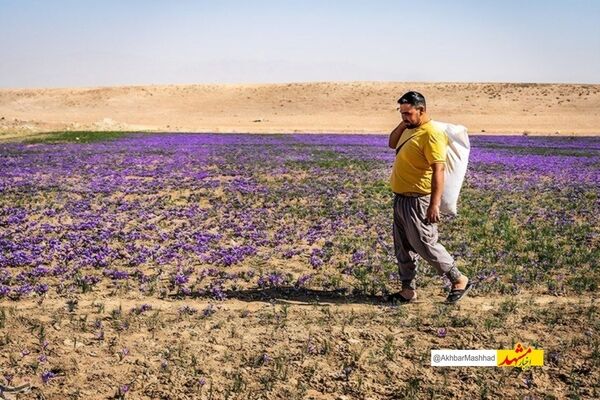 تیرخلاص خشکسالی به مزارع زعفران تایباد/تولید امسال به 21 تن رسید