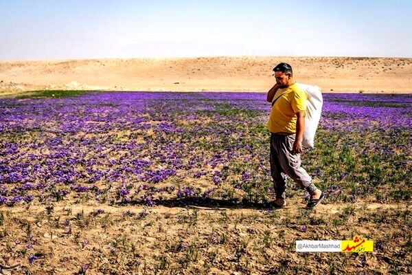تیرخلاص خشکسالی به مزارع زعفران تایباد/تولید امسال به 21 تن رسید