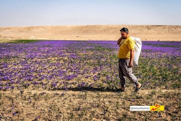 تیرخلاص خشکسالی به مزارع زعفران تایباد/تولید امسال به 21 تن رسید