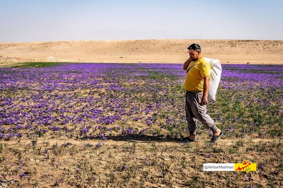 تیرخلاص خشکسالی به مزارع زعفران تایباد/تولید امسال به 21 تن رسید