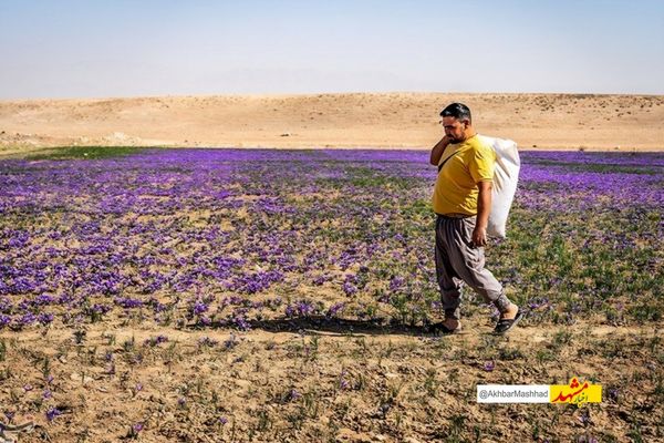 تیرخلاص خشکسالی به مزارع زعفران تایباد/تولید امسال به 21 تن رسید