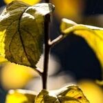 پیش‌بینی هواشناسی مشهد و خراسان رضوی