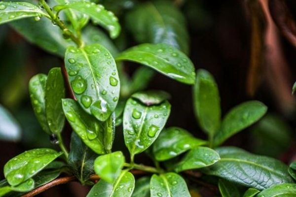پیش‌بینی هواشناسی مشهد و خراسان رضوی امروز (چهارشنبه، ۱۳ اسفند ۱۴۰۴) | تداوم بارش باران در سطح استان