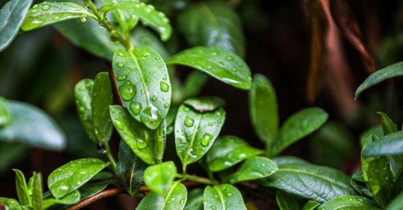 پیش‌بینی هواشناسی مشهد و خراسان رضوی امروز (چهارشنبه، ۱۳ اسفند ۱۴۰۴) | تداوم بارش باران در سطح استان