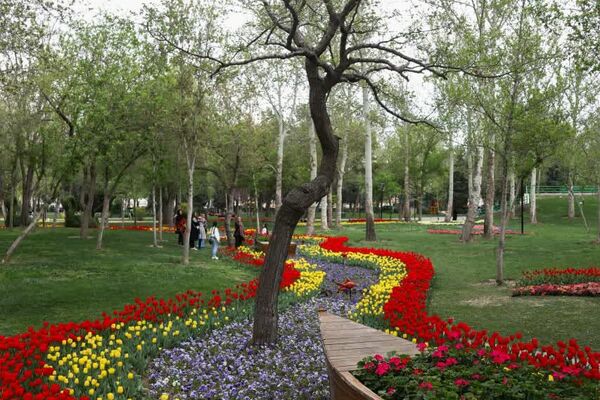 آغاز جشنواره گل‌های لاله در مشهد | بوستان ملت و باغ گل‌ها میزبان هزاران بوته گل لاله