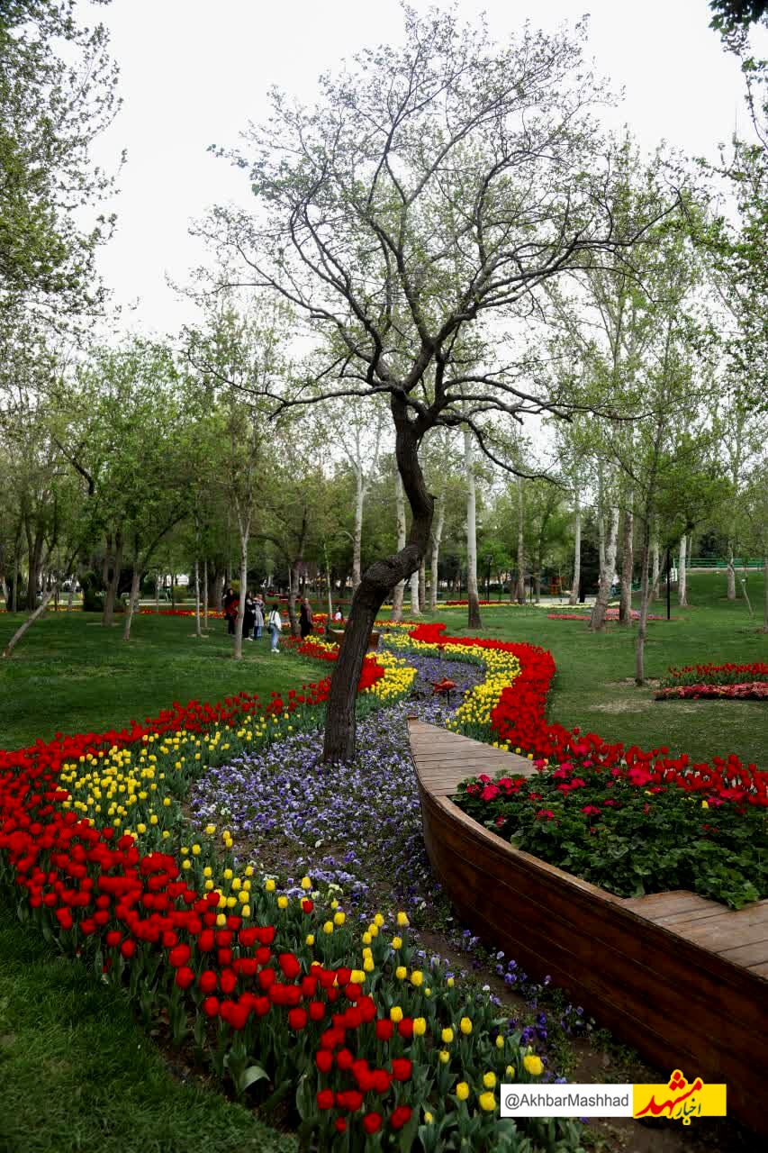 آغاز جشنواره گل‌های لاله در مشهد | بوستان ملت و باغ گل‌ها میزبان هزاران بوته گل لاله
