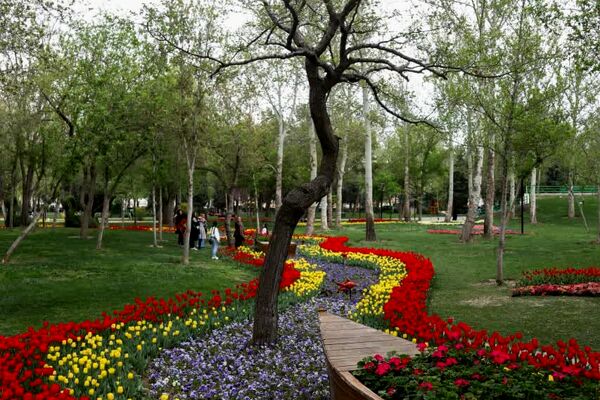 آغاز جشنواره گل‌های لاله در مشهد | بوستان ملت و باغ گل‌ها میزبان هزاران بوته گل لاله