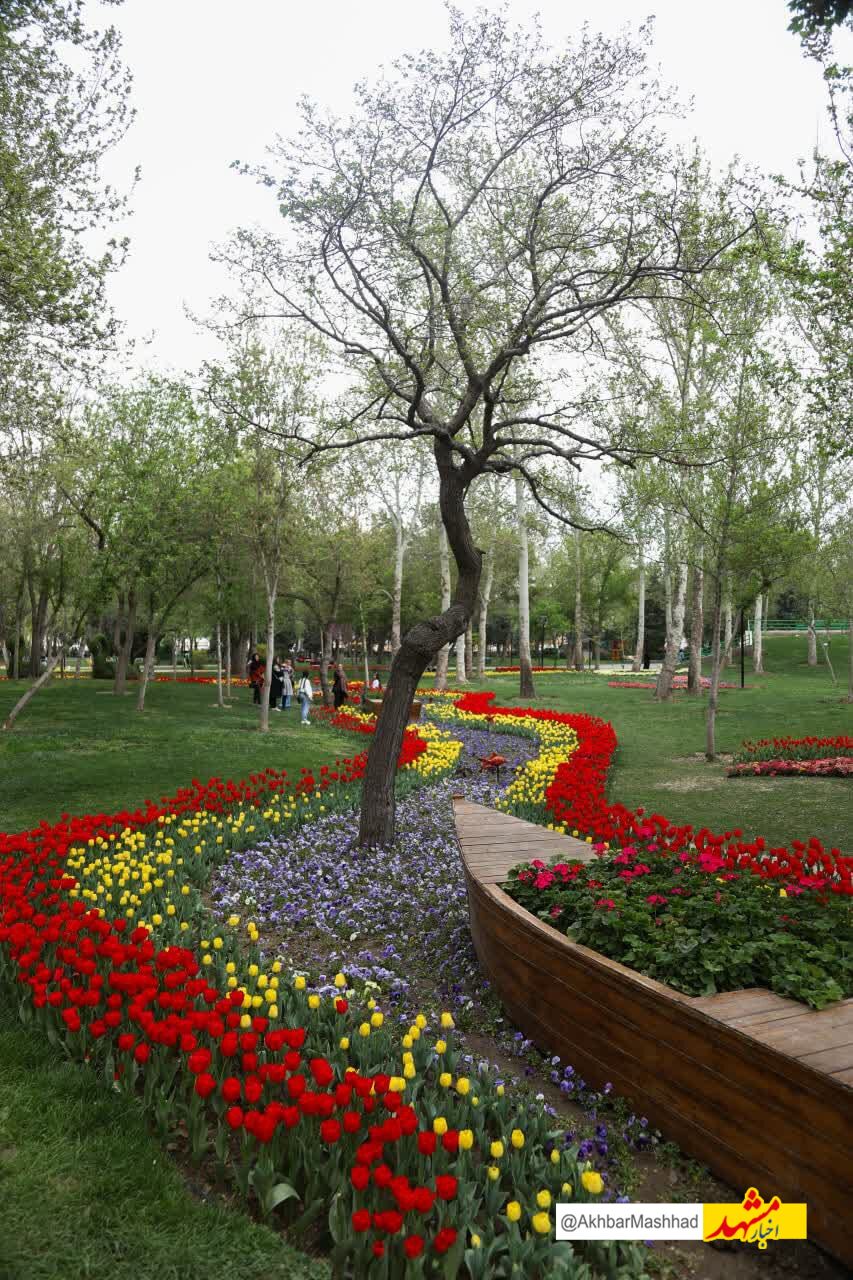آغاز جشنواره گل‌های لاله در مشهد | بوستان ملت و باغ گل‌ها میزبان هزاران بوته گل لاله