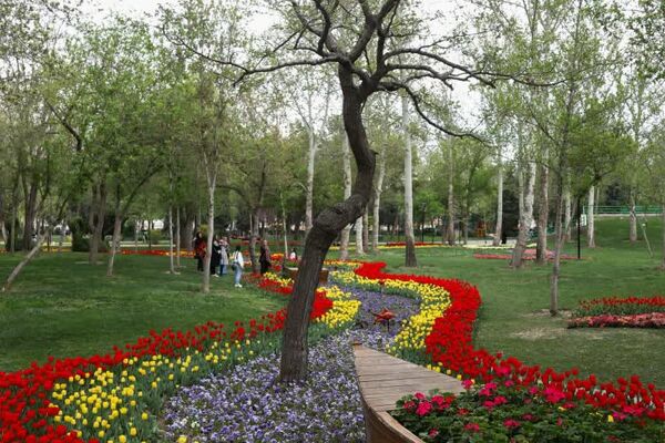 آغاز جشنواره گل‌های لاله در مشهد | بوستان ملت و باغ گل‌ها میزبان هزاران بوته گل لاله