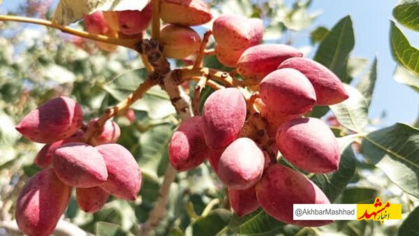 برداشت بیش از ۴ هزار تن پسته از باغات نیشابور