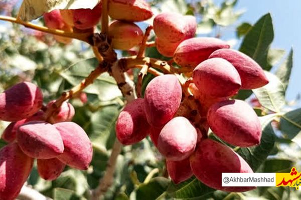 برداشت بیش از ۴ هزار تن پسته از باغات نیشابور