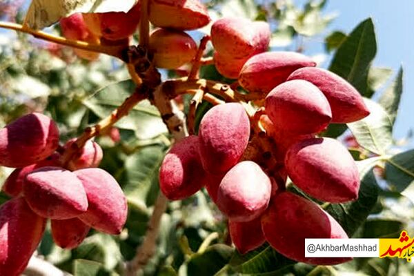 برداشت بیش از ۴ هزار تن پسته از باغات نیشابور