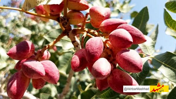 برداشت بیش از ۴ هزار تن پسته از باغات نیشابور