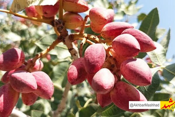 برداشت بیش از ۴ هزار تن پسته از باغات نیشابور