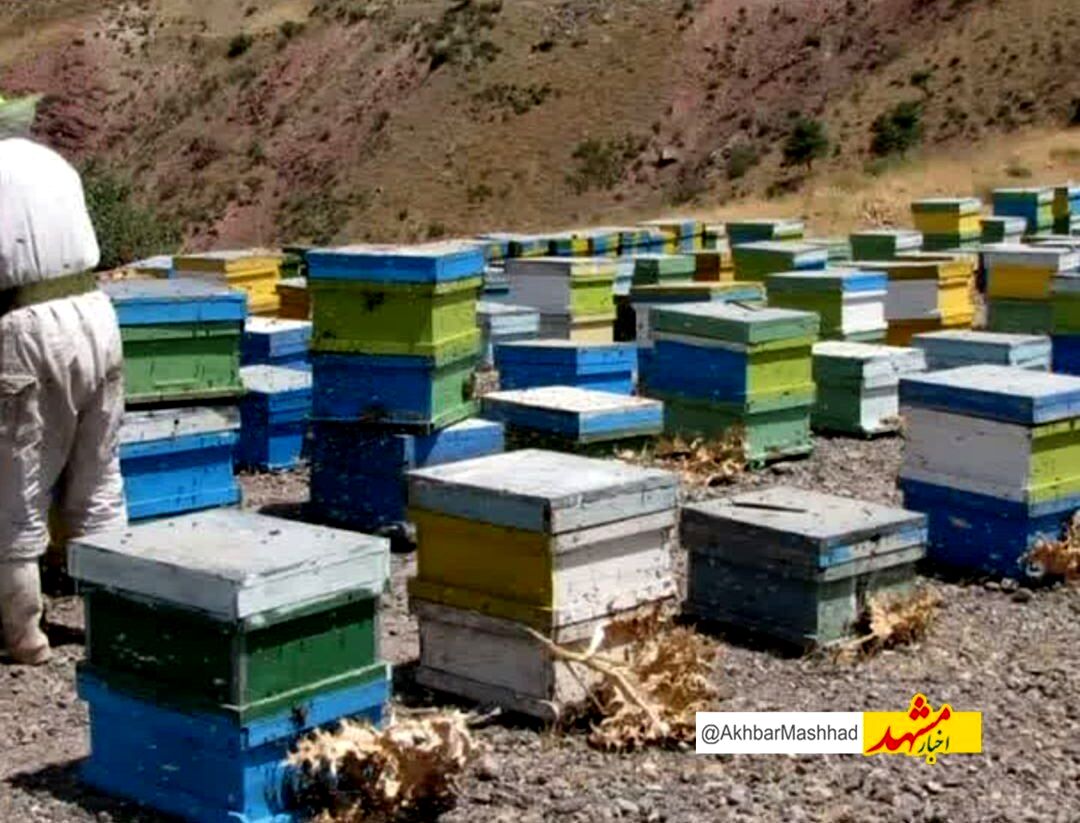 ۵۵ تن عسل از زنبورستان‌های کوهسرخ برداشت شد