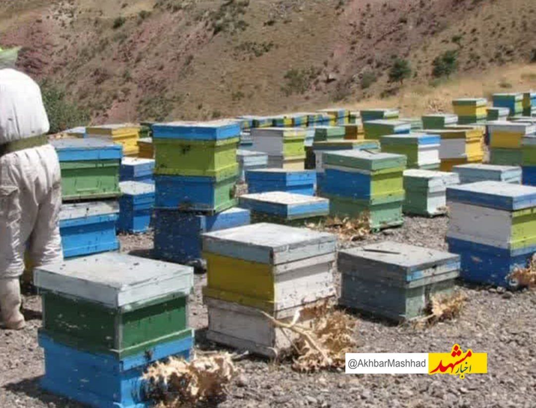 ۵۵ تن عسل از زنبورستان‌های کوهسرخ برداشت شد