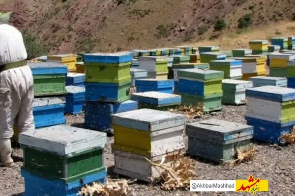 ۵۵ تن عسل از زنبورستان‌های کوهسرخ برداشت شد