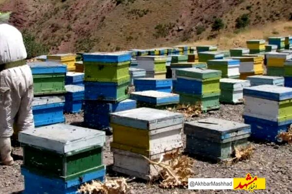 ۵۵ تن عسل از زنبورستان‌های کوهسرخ برداشت شد