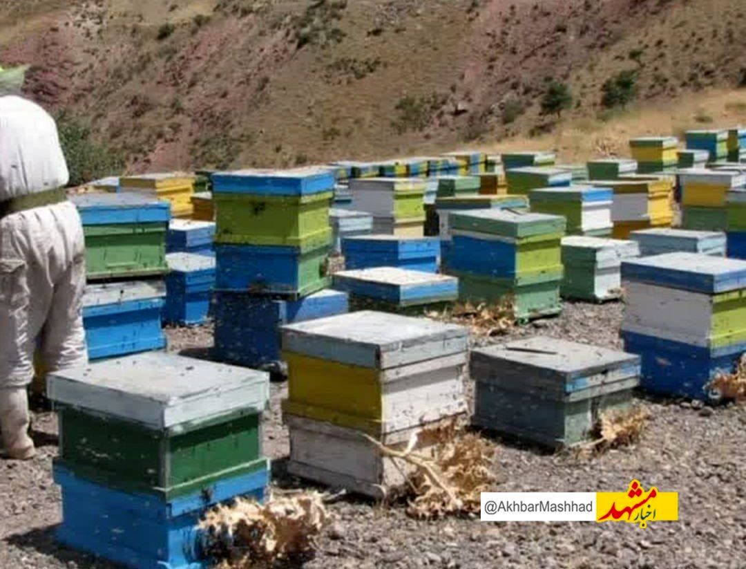 ۵۵ تن عسل از زنبورستان‌های کوهسرخ برداشت شد