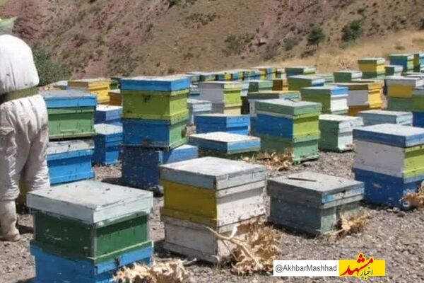 ۵۵ تن عسل از زنبورستان‌های کوهسرخ برداشت شد