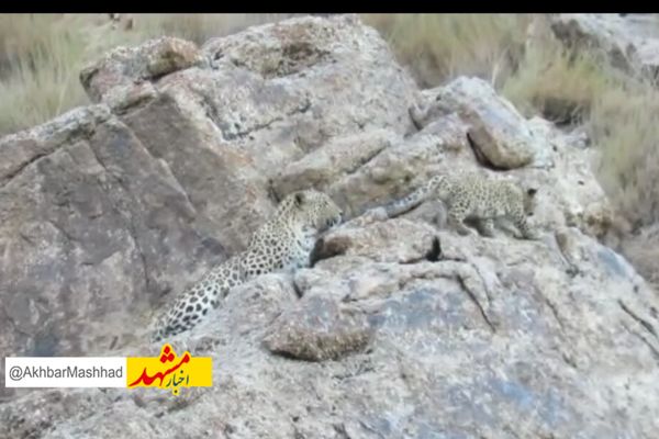 ۸ قلاده پلنگ در رشتخوار خراسان رضوی مشاهده شد