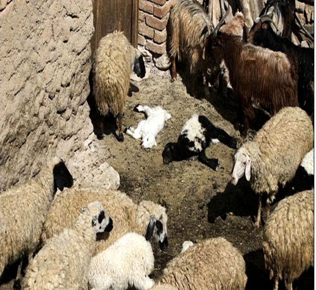 قرارگاه تب برفکی خراسان رضوی تشکیل جلسه داد