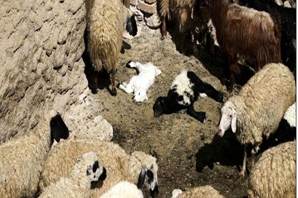 قرارگاه تب برفکی خراسان رضوی تشکیل جلسه داد