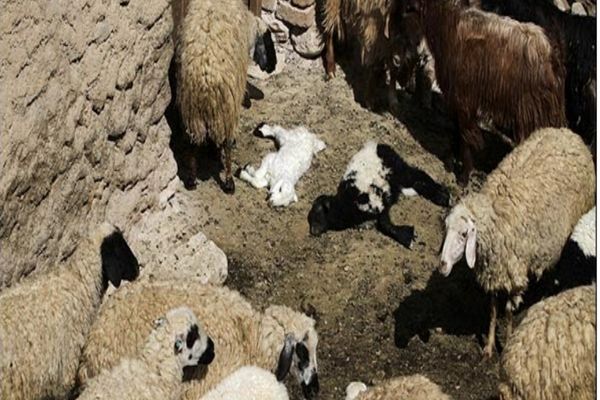 قرارگاه تب برفکی خراسان رضوی تشکیل جلسه داد