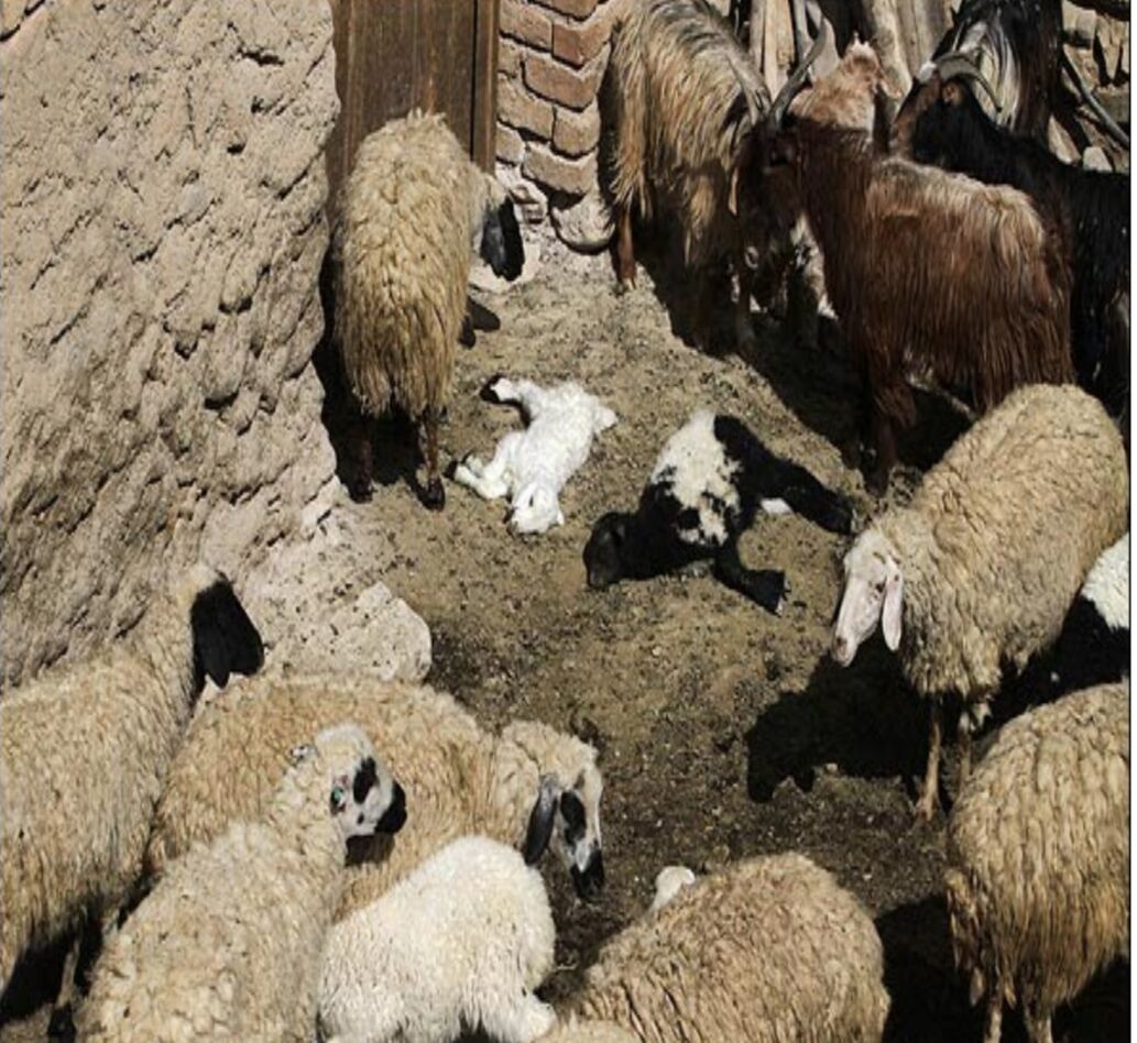 قرارگاه تب برفکی خراسان رضوی تشکیل جلسه داد