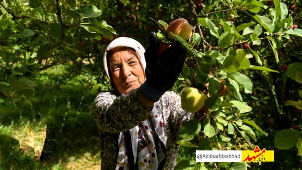 مشارکت ۱۰۰ درصدی زنان روستایی در بخش کشاورزی و صنایع دستی خراسان رضوی