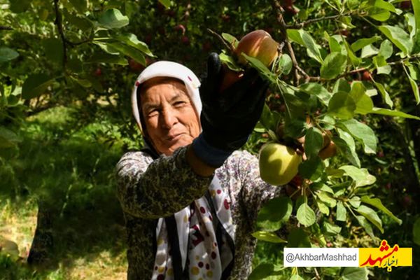 مشارکت ۱۰۰ درصدی زنان روستایی در بخش کشاورزی و صنایع دستی خراسان رضوی
