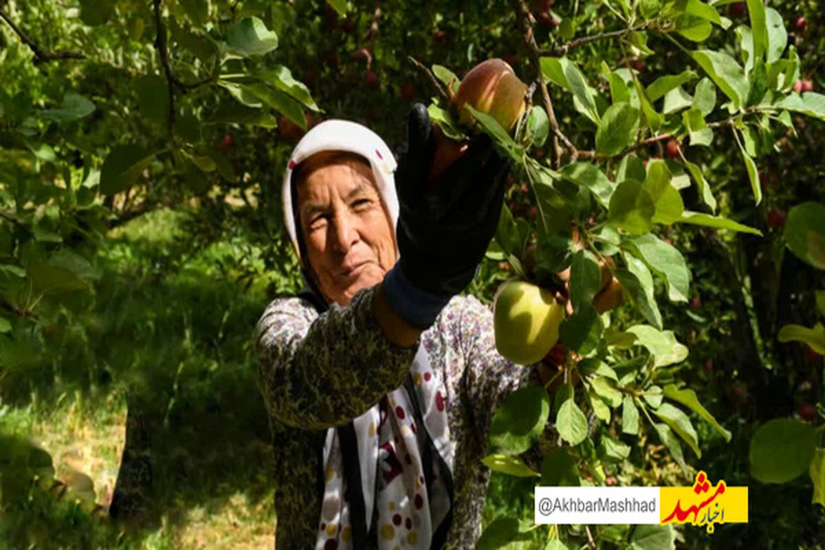 مشارکت ۱۰۰ درصدی زنان روستایی در بخش کشاورزی و صنایع دستی خراسان رضوی