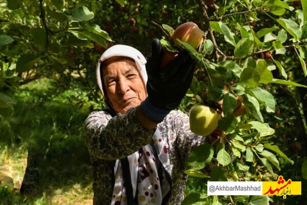 مشارکت ۱۰۰ درصدی زنان روستایی در بخش کشاورزی و صنایع دستی خراسان رضوی