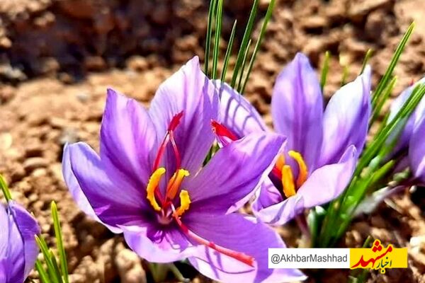 آغاز برداشت طلای سرخ در شهر مرزی تایباد/ بیش از 9هزار هکتار سطح زیرکشت زعفران