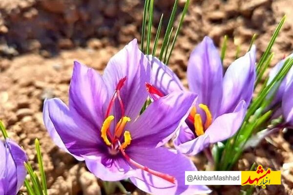 آغاز برداشت طلای سرخ در شهر مرزی تایباد/ بیش از 9هزار هکتار سطح زیرکشت زعفران