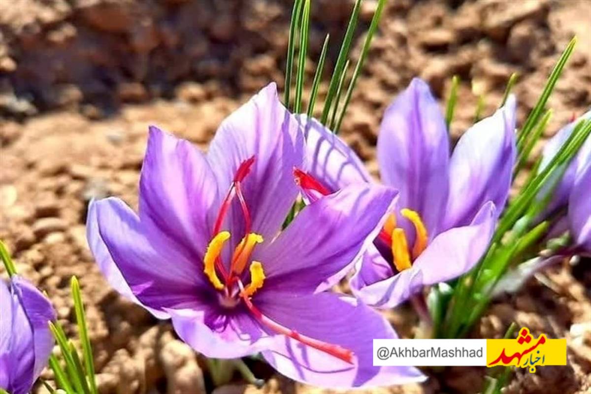 آغاز برداشت طلای سرخ در شهر مرزی تایباد/ بیش از 9هزار هکتار سطح زیرکشت زعفران